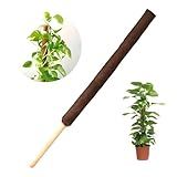 Estaca Bastão Coquim Tutor Para Plantas Orquídeas Jiboias