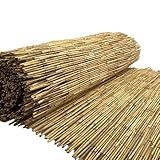 Bambu