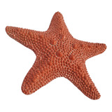Estrela Do Mar Decoração Festa Casa De Praia Mar Resina 22cm