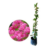 Excelente Muda De Amor Agarradinho Rosa Trepadeira