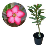 Plantio