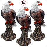 Familia Aguia Gaviao Afasta Expulsa Pombos Passaros Rolinha
