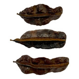 Fava De Aridan Africana Original Kit 3 Unidades 