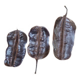 Fava De Aridan Africana Original Kit 3 Unidades