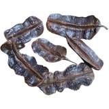 Fava De Aridan Africana Original Kit 6 Unidades