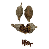 Fava De Ataré Pimenta Da Costa Africana 3 Unidades 