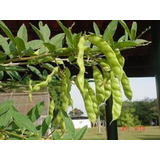 Feijao Guandu Anão 5kg De Sementes