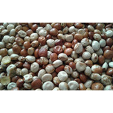 Feijão Guandú Fava Larga Adubação Verde 3 Kg