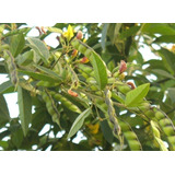 Barato