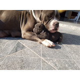 Fêmea De American Bully Exótico Muito Pequena Disponível