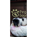 Femeas Adulta Spitz Alemão Anão Lulu Da Pomerania