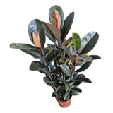 Ficus Elástica Burgundy 3 Hastes C vaso Exótica 1mt