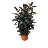 Ficus Elástica Burgundy C 3hastes Exuberante E Vaso 1mt