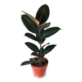 Ficus Elástica Burgundy Roxa Exótica Pote Planta Natural