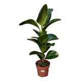 Ficus Elástica Cloe Verde Exótica Planta Natural
