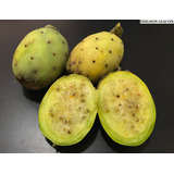 Figo Da Índia Polpa Branca Opuntia Ficus Indica Sementes