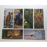 Figurinhas Chocolate Surpresa Pantanal
