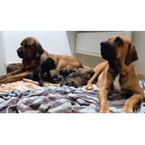 Fila Brasileiro Lindos Filh tes Microchipados Vacinados Pedi