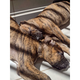 Fila Brasileiro Tigrados Cães Lindos Com Pedigree E Microchi