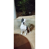 Filhote American Bully