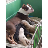 Bully