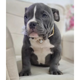Bully