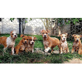 Terrier