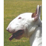 Downface