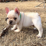 Filhote Bulldog Francês Creme Avista canil Morvians Bull 