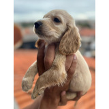 Padrão