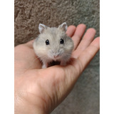 Filhote Cor Rara Hamster Anão Russo entrega A Domicílio