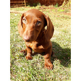 Filhote Dachshund Marrom Chocolate Mini Rancho Do Salsicha
