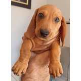 Filhote Daschund salsicha 