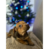 Filhote De Basset dachshund Mini Achocolatada