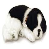 filhote cachorro border collie perfect petzzz acessorios