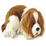 Filhote De Cachorro Cavalier King Charles Perfect Petzzz Imex Com Acessórios