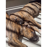 Filhote De Cão Da Raça Fila Brasileiro Pais Com Pedigree