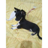 Filhote De Chihuahua Macho Mini Disponível Lindo Pelo Longo