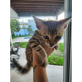 Filhote De Gato Bengal