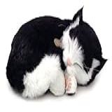 Filhote De Gato Black E White Shorthair Perfect Petzzz Imex Com Acessórios