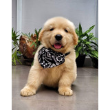 Filhote De Golden Retriever Legítimos Com Pedigree