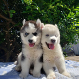 Filhote De Husky Siberiano Macho Disponível Whooly