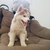 Filhote De Husky Siberiano Macho Disponível Whooly