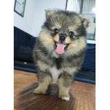 Filhote De Lulu Da Pomerânia Fêmea Spitz Alemão Anão