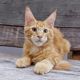 Filhote De Maine Coon Red Tabby
