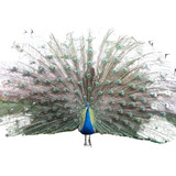Filhote De Pavao azul 7 Meses 