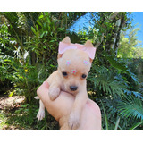 Pinscher