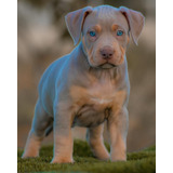 Pedigree