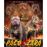 Vacinado