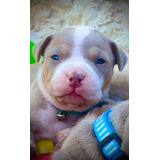 Pitmonster